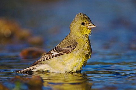 Lesser Goldfinch (Carduelis psaltria), female bathing, Willacy County, Rio Grande Valley, Texas, USA