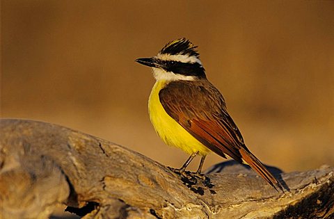 Great Kiskadee (Pitangus sulphuratus), adult with crest raised, Starr County, Rio Grande Valley, Texas, USA