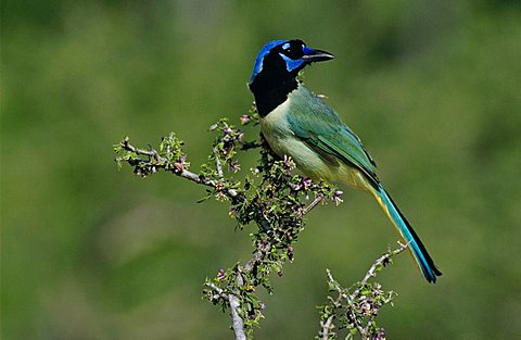 Green Jay (Cyanocorax yncas), adult on blooming Guayacan (Guaiacum angustifolium), Starr County, Rio Grande Valley, Texas, USA