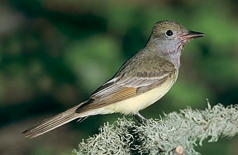 Great-crested Flycatcher (Myiarchus crinitus), adult, High Island, Texas, USA