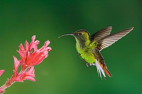 Coppery-headed Emerald (Elvira cupreiceps), male in flight feeding on Shrimp plant (Acanthaceae), Central Valley, Costa Rica, Central America