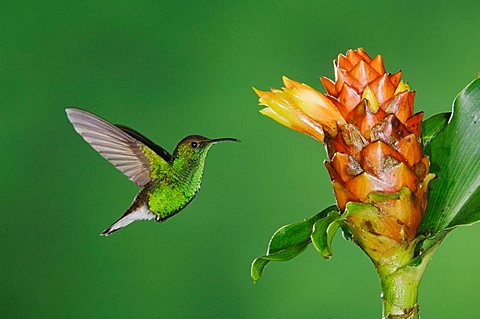 Coppery-headed Emerald (Elvira cupreiceps), male in flight feeding on Spiral Ginger (Costus pulverulentus), Central Valley, Costa Rica, Central America