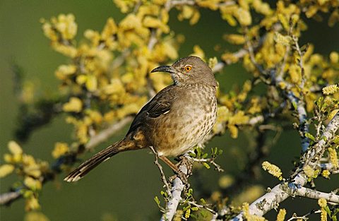 Curve-billed Thrasher (Toxostoma curvirostre), adult on blooming Blackbrush, Starr County, Rio Grande Valley, Texas, USA