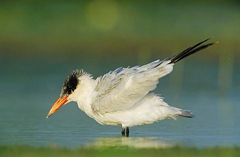 Caspian Tern (Sterna caspia), immature preening, Corpus Christi, Sinton, Texas Coast, USA