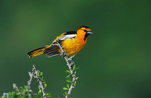 Bullock's Oriole (Icterus bullockii), male, Starr County, Rio Grande Valley, South Texas, USA