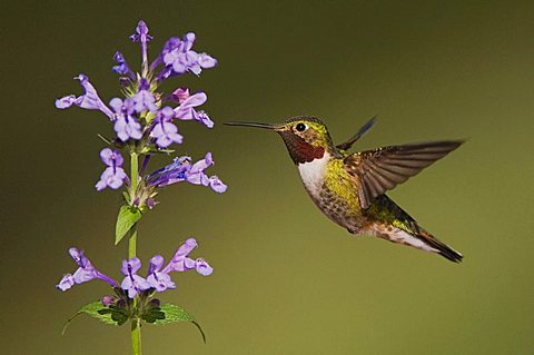 Broad-tailed Hummingbird (Selasphorus platycercus), male in flight feeding on Siberian Catmint flower (Nepeta sibirica), Rocky Mountain National Park, Colorado, USA