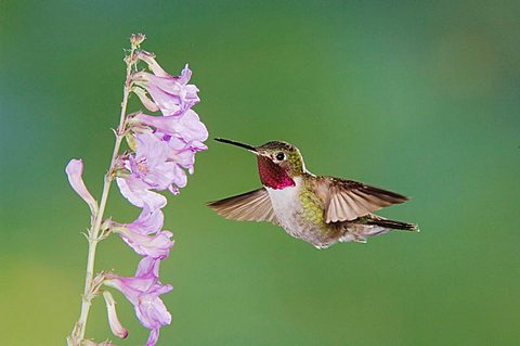 Broad-tailed Hummingbird (Selasphorus platycercus), male in flight feeding on Rocky Mountain Penstemon (Penstemon strictus), Rocky Mountain National Park, Colorado, USA