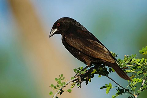 Bronzed Cowbird (Molothrus aeneus), male displaying, Sinton, Texas Coast, USA