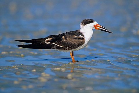 Black Skimmer (Rynchops niger), adult at beach, Fort Meyers, Florida, USA