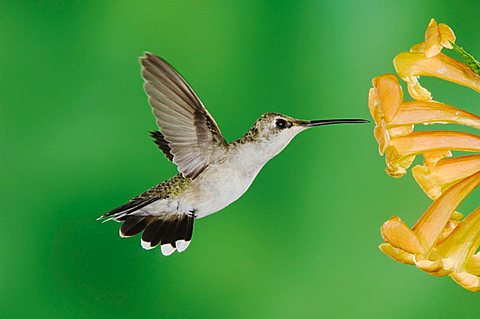 Black-chinned Hummingbird (Archilochus alexandri), female feeding on Yellow Trumpet Flower (Tecoma stans), Tucson, Sonoran Desert, Arizona, USA