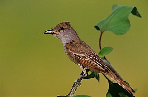 Brown-crested Flycatcher (Myiarchus tyrannulus), adult with insect on Sunflower, Cameron County, Rio Grande Valley, South Texas, USA