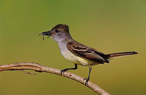 Brown-crested Flycatcher (Myiarchus tyrannulus), adult with insect prey, Cameron County, Rio Grande Valley, South Texas, USA