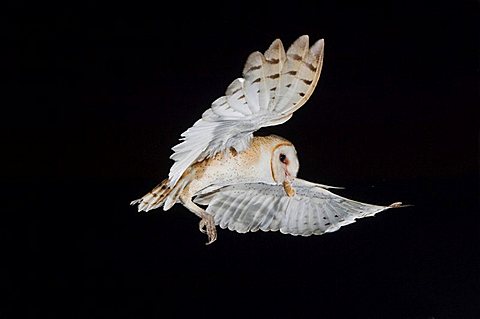 Barn Owl (Tyto alba), adult in flight, Willacy County, Rio Grande Valley, Texas, USA