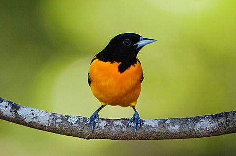 Baltimore Oriole (Icterus galbula), male, Uvalde County, Hill Country, Texas, USA