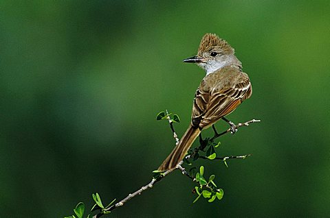 Ash-throated Flycatcher (Myiarchus cinerascens), adult perched, Starr County, Rio Grande Valley, South Texas, USA