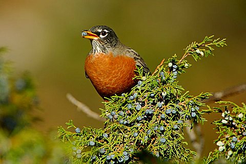 American Robin (Turdus migratorius), male eating juniper tree berries, Yellowstone National Park, Wyoming, USA