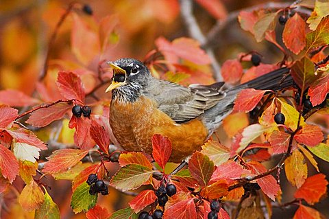 American Robin (Turdus migratorius), male eating berries of Black Hawthorn (Crataegus douglasii), fallcolors, Grand Teton National Park, Wyoming, USA