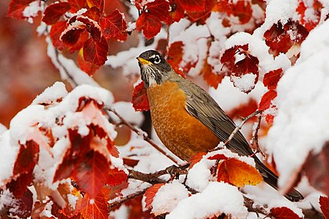 American Robin (Turdus migratorius), male in Black Hawthorn (Crataegus douglasii), fallcolors, snow, Grand Teton National Park, Wyoming, USA