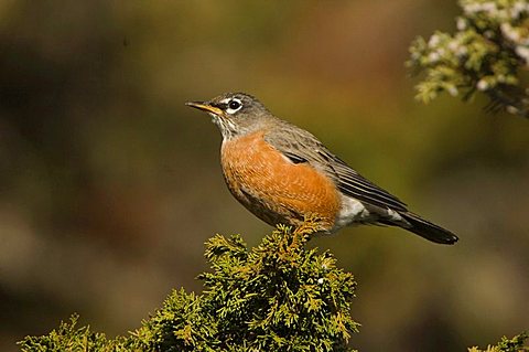 American Robin (Turdus migratorius), female on juniper tree, Yellowstone National Park, Wyoming, USA