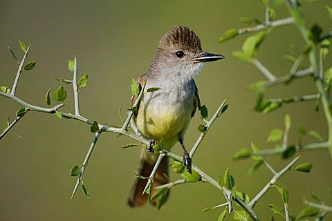 Brown-crested Flycatcher (Myiarchus tyrannulus), Sinton, Corpus Christi, Texas, USA