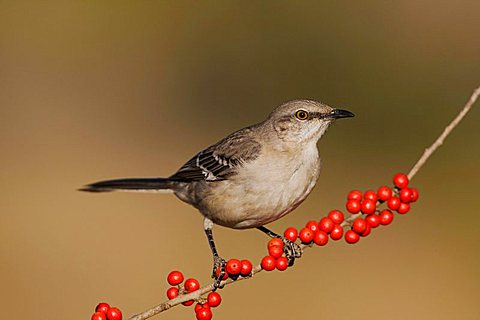 Northern Mockingbird (Mimus polyglottos), adult eating Possum Haw Holly (Ilex decidua) berries, Bandera, Hill Country, Texas, USA