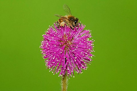 Honey Bee (Apis mellifera), adult feeding on Sensitive Briar flower (Mimosa nuttallii), Sinton, Corpus Christi, Texas, USA