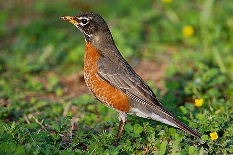 American Robin (Turdus migratorius), adult, male, Sinton, Corpus Christi, Texas, USA