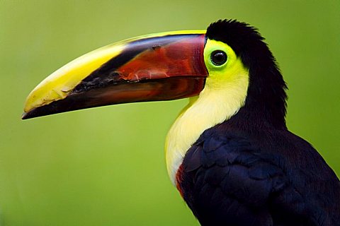 Red Billed Toucan, (Ramphastos swainsoni), Zoo of Basel, Switzerland