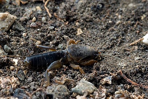 European Mole Cricket (Gryllotalpa gryllotalpa), Schwaz, Tyrol, Austria, Europe