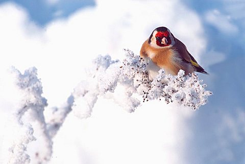 European Goldfinch (Carduelis carduelis), Schlitters, Zillertal Valley, Tyrol, Austria, Europe