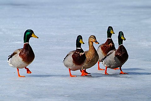 Mallard Ducks (Anas platyrhynchos), Lake Reintaler See, Tyrol, Austria, Europe