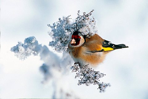 European Goldfinch (Carduelis carduelis), Zillertal Valley, Tyrol, Austria, Europe