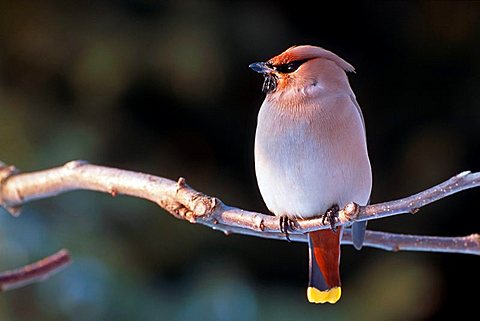 Bohemian Waxwing (Bombycilla garrulus), Breitenbach, Tyrol, Austria, Europe