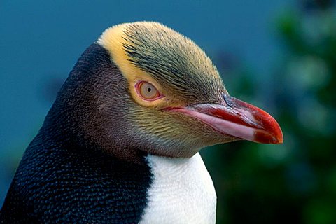 Yellow-eyed Penguin or Hoiho (Megadyptes antipodes), South Island, New Zealand