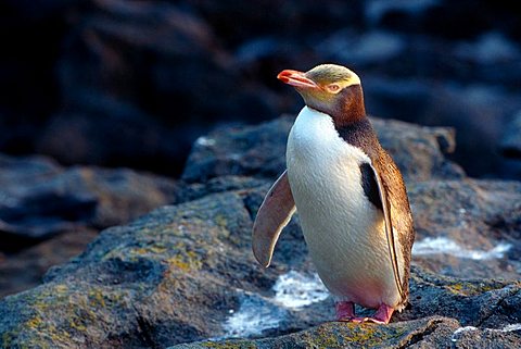 Yellow-eyed Penguin or Hoiho (Megadyptes antipodes), South Island, New Zealand