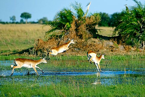 Lechwe or Southern Lechwe (Kobus leche), Okavango Delta, Botswana, Africa