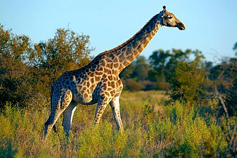 Angolan Giraffe or Smoky Giraffe (Giraffa camelopardalis angolensis), Okavango Delta, Botswana, Africa