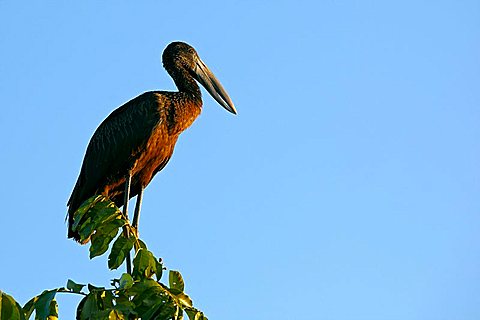 African Openbill (Anastomus lamelligerus), Zambezi, Zambia, Africa