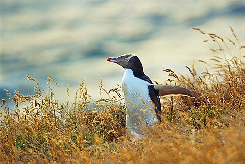 Yellow-eyed Penguin (Megadyptes antipodes), South Island, New Zealand