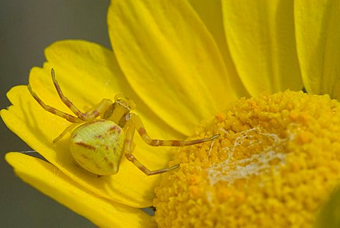 Crab spider (Thomisus onustus), which uses its forelegs to capture any insect seeking to pollinate the flower, lurking in a blossom, Frejus, Fréjus, Var, France, Europe