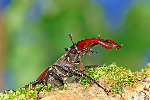 Stag Beetle male (Lucanus cervus)