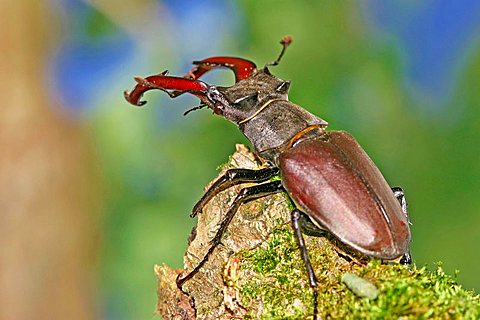 Stag Beetle male (Lucanus cervus)