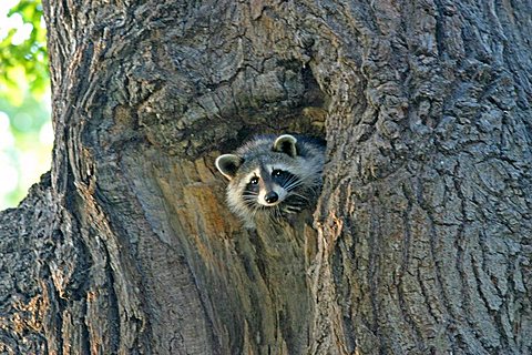 Raccoon is looking out of his tree cave in a old oak tree