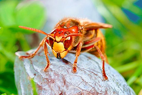 hornet (Vespa crabro) on a plum