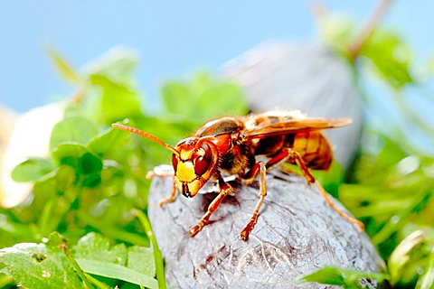 hornet (Vespa crabro) on a plum