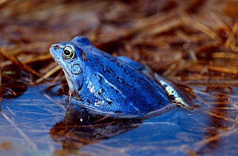 Moor frog