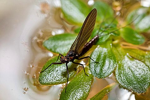 mayfly, ephemera, Ephemeropteridae, Germany