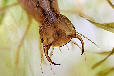 larva of great diving beetle, mandible, Dytiscus marginalis, Dytiscidae, Germany