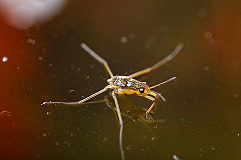 larva of Common pond skater (Gerris lacustris), Germany