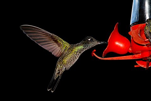 hummingbird, Green-crowned Brilliant (Heliodoxa jacula), Costa Rica